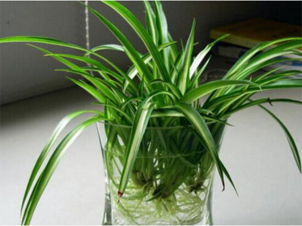 新房除甲醛更好的10种植物排名